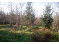 Blackley Wood - SOLD photo 4