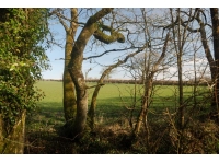 Blackley Wood - SOLD photo 5