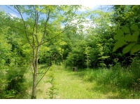 Blagrow Wood