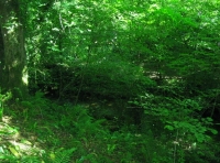 Bradley Pit Wood - SOLD photo 3