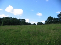 Bradley Pit Wood - SOLD photo 5
