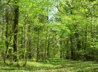Brandis Wood - SOLD