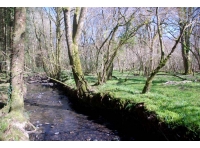 Brightmans Wood