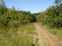 ride through new plantation