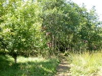 track through area of young broadleaves