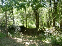 old hedgebank separating the young and older parts of the wood