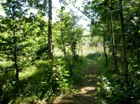 track into the newer area of woodland