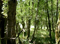 in the older part of the wood
