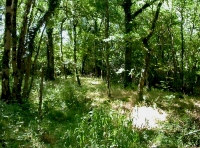 area near the stream