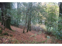 Chapel Wood