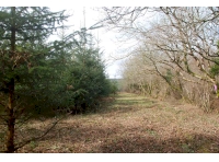 Chimsworthy Wood