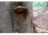Chynhale Wood