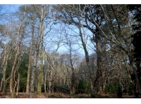 Crownton Wood - SOLD