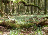 Dumnonii Wood - SOLD
