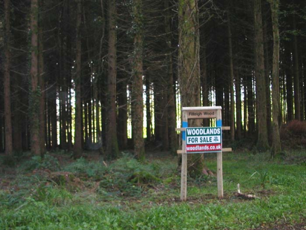 Filleigh Wood SOLD, Buckland Filleigh, Devon Woodlands.co.uk