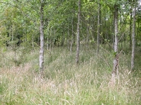 Young alder and ash near the entrance