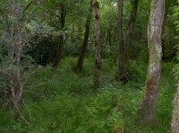 shady area by the stream