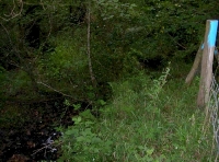 pool in the stream by the nw corner of the wood
