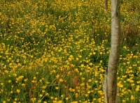 Forda Wood
