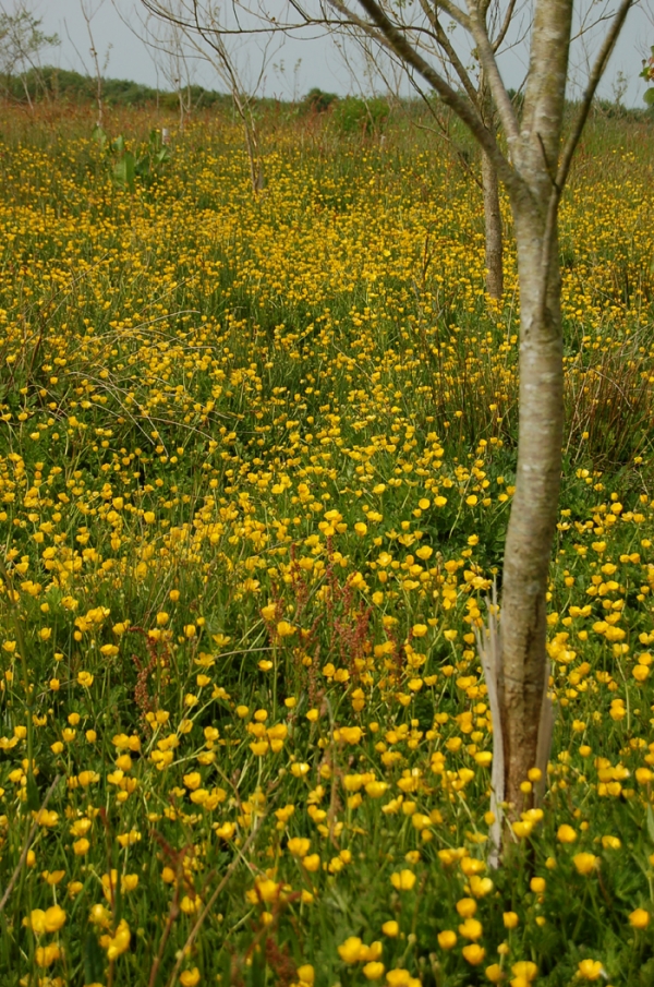 Forda Wood