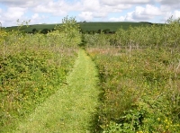 leading down to steps over the hedgebank