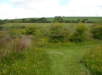 view to the north from lower half of woodland