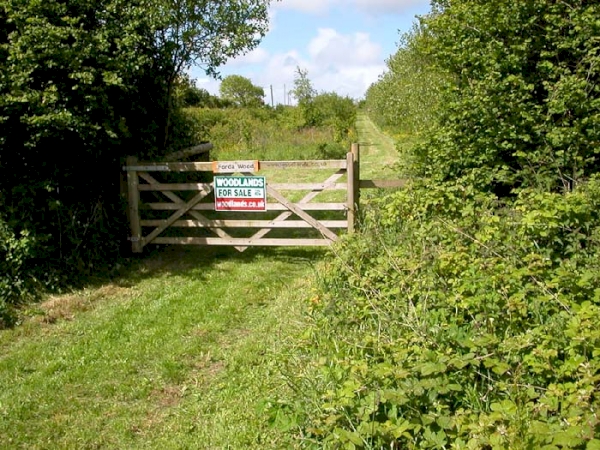 Forda Wood - SOLD
