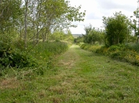 looking east near southern side of the wood