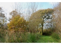 Track by entrance to the wood