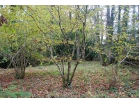 Hazel under-story in mature section of Graddon Wood