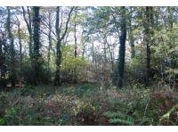 Mature oaks in NE corner of Graddon Wood