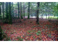 Grascott Wood