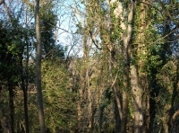 Haines Wood - SOLD photo 2