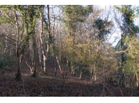 Haines Wood - SOLD photo 3