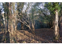 Haines Wood - SOLD photo 4