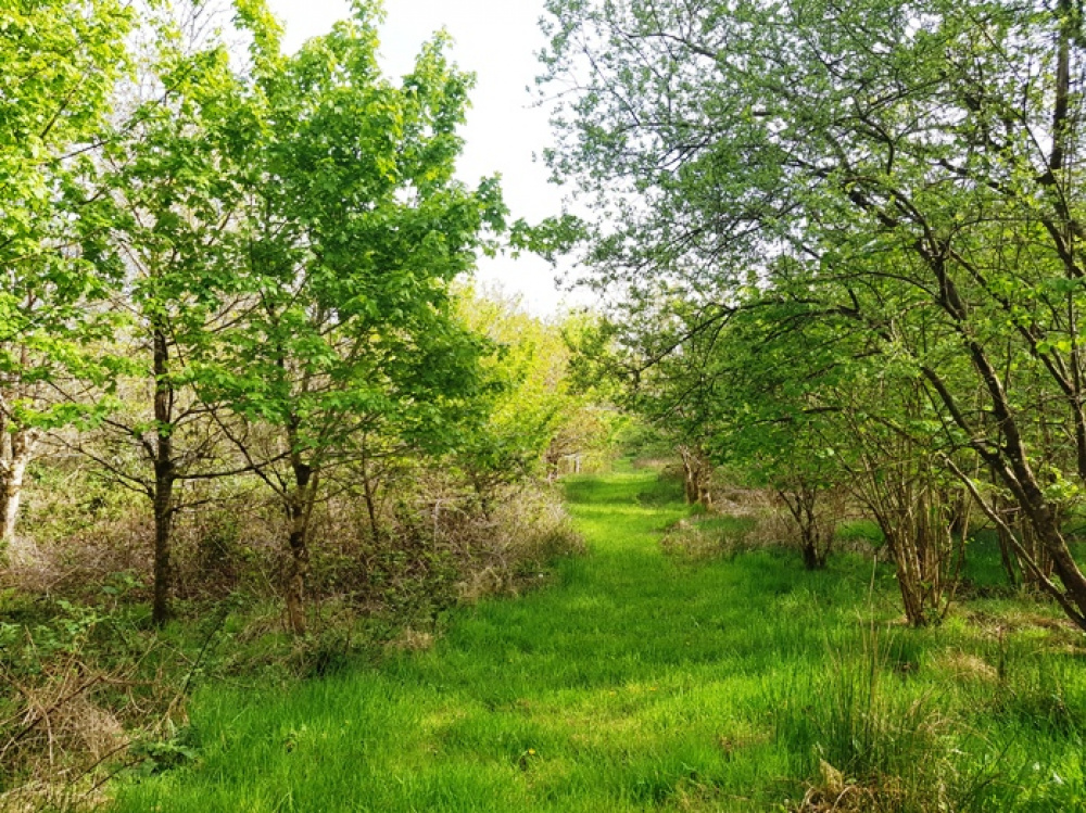 Grassy paths through the trees