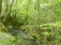 Hewton Wood - SOLD