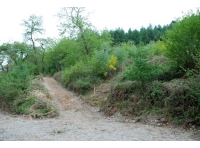 Track leading up through the woodland