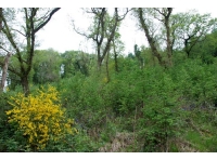 New woodland growth beneath older oaks