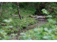 The stream along the E boundary