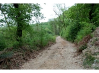 Track running N - S across the wood