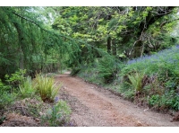 Near the NW corner of the wood