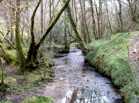 Killigorrick Wood