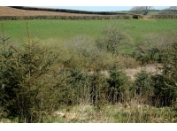 Lamberal Wood