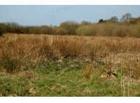 Lamberal Wood photo 2