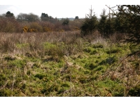 Lamberal Wood photo 4