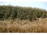 Lamberal Wood photo 5