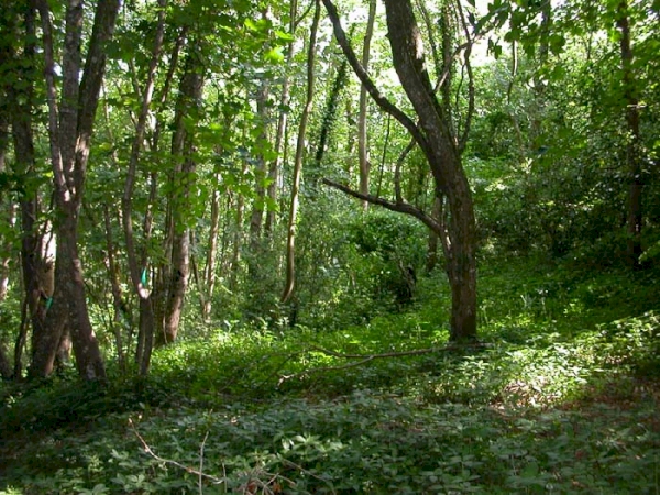 Leat Wood - SOLD