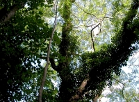 Leat Wood photo 2