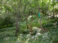 Leat Wood photo 3
